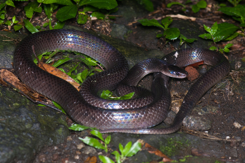 Mexican Snake Eater