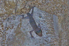 Cyrtodactylus sumonthai