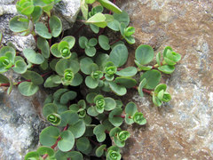 Veronica telephiifolia