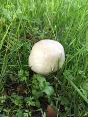 Basidiomycota