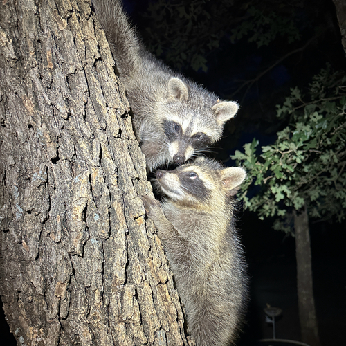 Common Raccoon photographed in Oklahoma