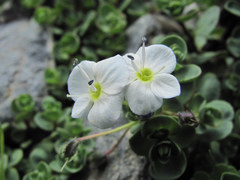 Veronica telephiifolia
