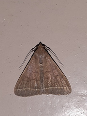 Simplicia