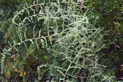 Asparagus acutifolius