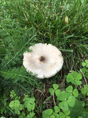 Basidiomycota