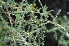 Asparagus acutifolius