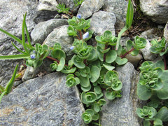 Veronica telephiifolia