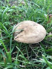 Basidiomycota