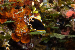 Pseudobiceros hancockanus