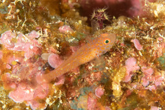 Trimma macrophthalmus