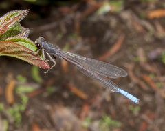 Oxyallagma dissidens