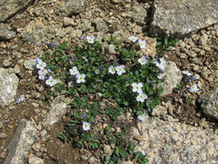 Veronica telephiifolia