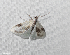 Cliniodes ostreonalis