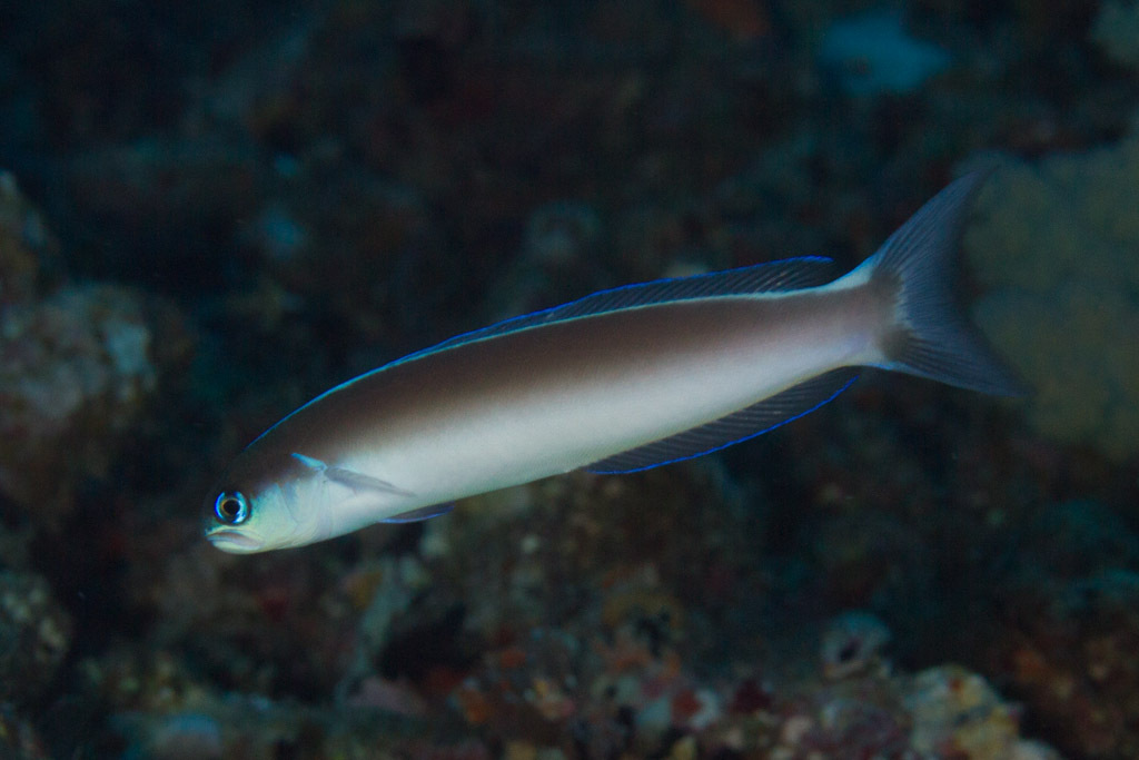 Dusky Tilefish