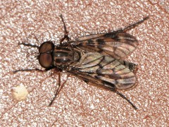 Rhagio