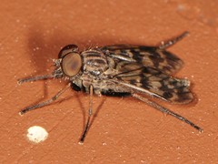 Rhagio