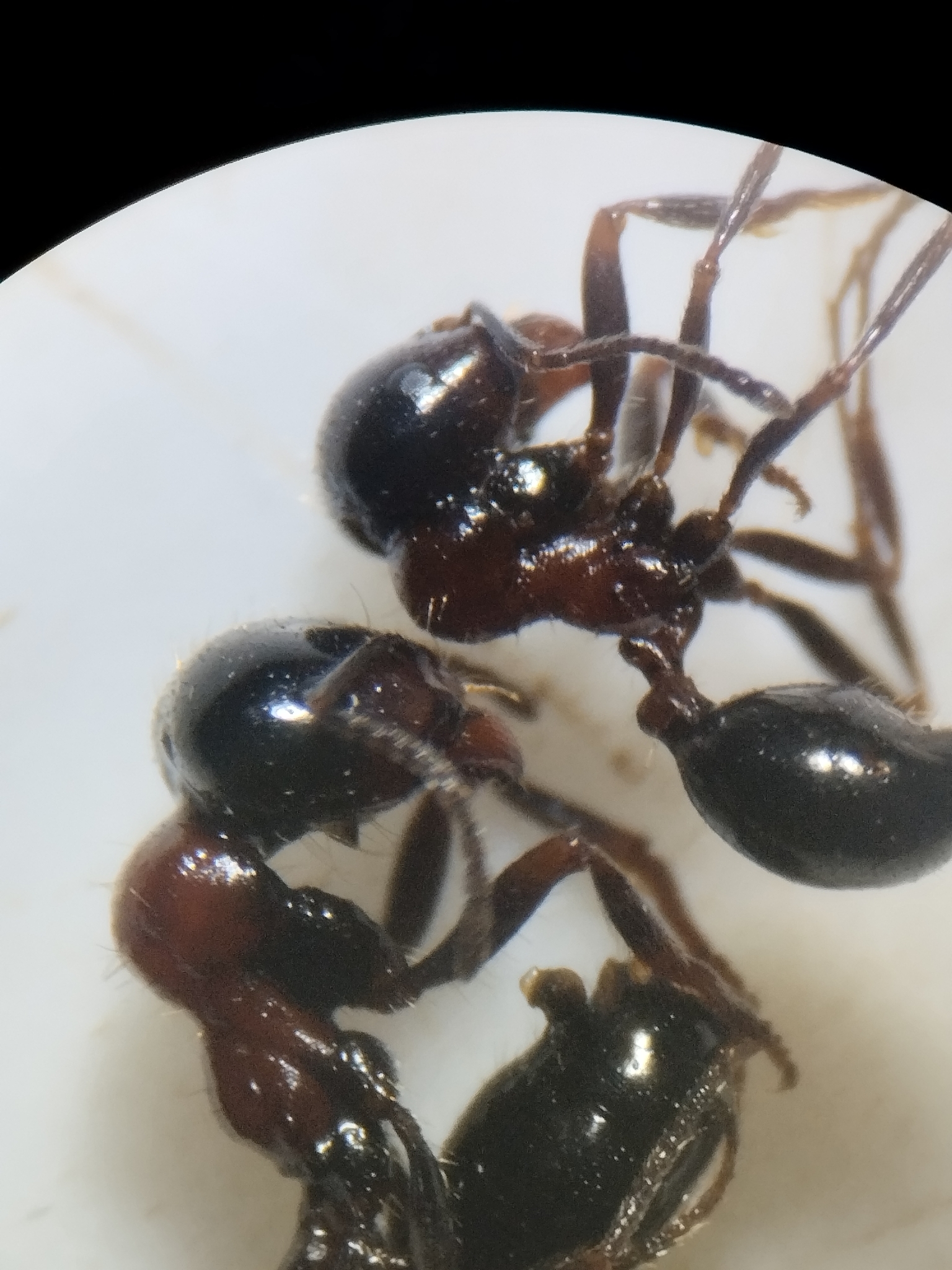 Messor atanassovii