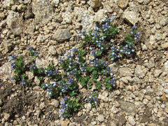 Veronica telephiifolia