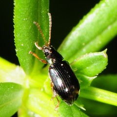 Crepidodera