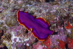 Pseudoceros ferrugineus