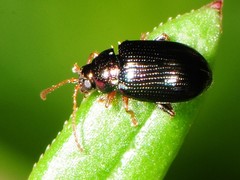 Crepidodera