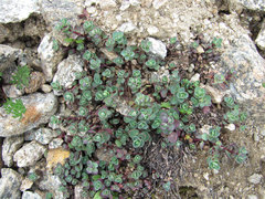 Veronica telephiifolia