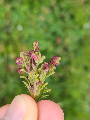 Aculops pedicularis