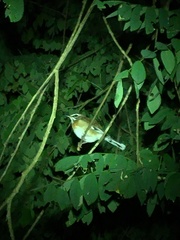 Cercotrichas