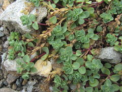 Veronica telephiifolia