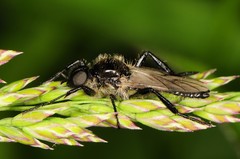 Bibio albipennis