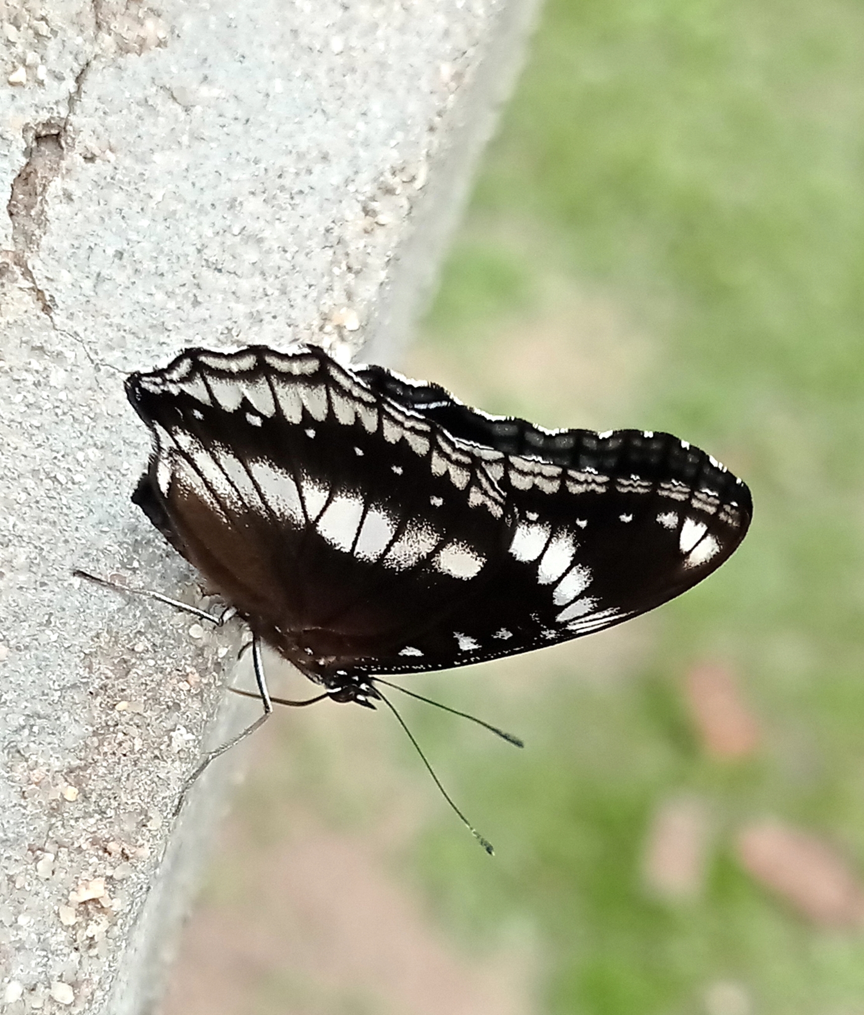 Great Eggfly