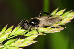 Bibio albipennis