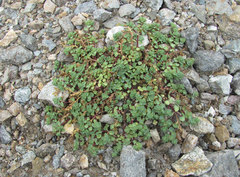 Veronica telephiifolia