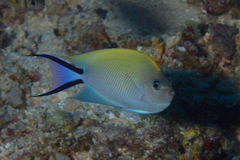 Swallowtail Angelfish photo 4
