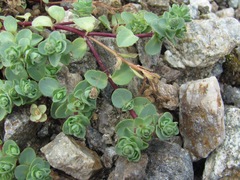 Veronica telephiifolia