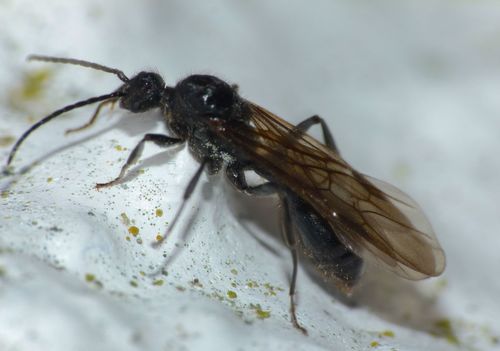 Striated Ant photo 4