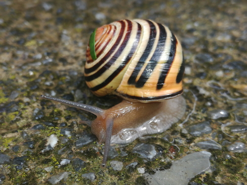 Tamnousni živičnjak (Cepaea nemoralis)