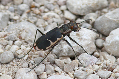 Cicindela schauppii