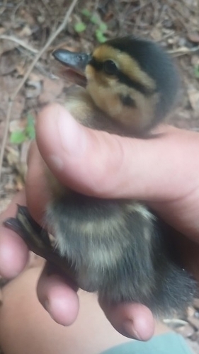 Mallard photographed in South Carolina