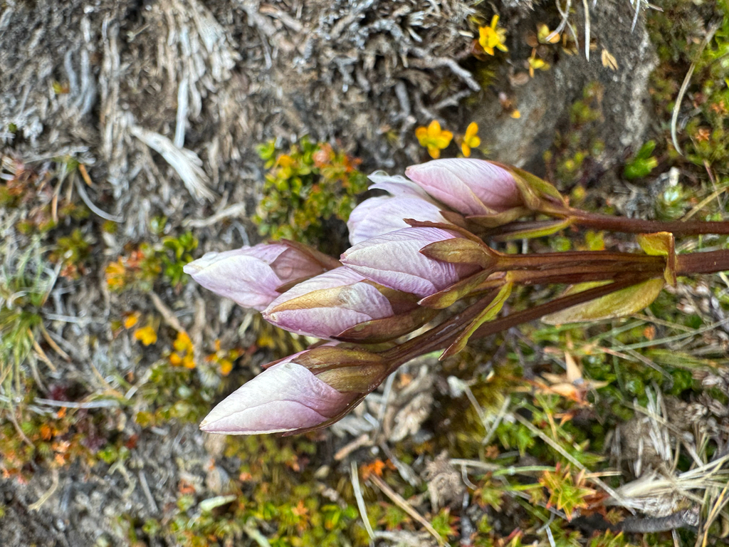 Gentianella diemensis; photograph (c) Caleb Catto, some rights reserved (CC BY)