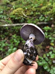 Thaxterogaster occidentalis