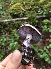 Thaxterogaster occidentalis