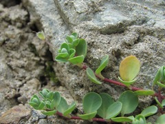 Veronica telephiifolia