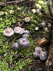 Thaxterogaster occidentalis