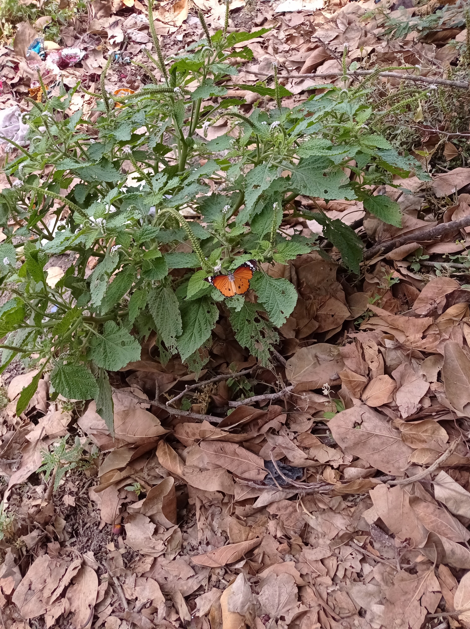 Plain Tiger