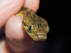 Leptodeira polysticta