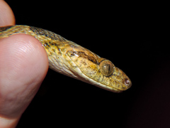 Leptodeira polysticta
