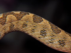 Leptodeira polysticta