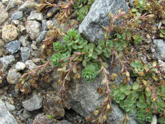 Veronica telephiifolia