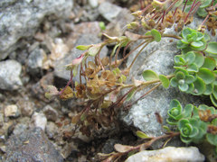 Veronica telephiifolia